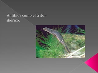 Ligados a los bosques de encinas, quejigos y alcornoques se encuentran muchas especies forestales, como el águila imperial ibérica, en peligro de extinción.