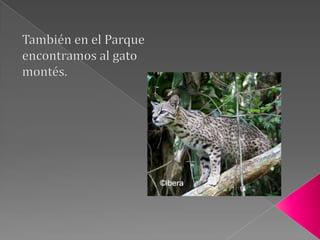      La Pardilla                           El Barbo Cabecicorto