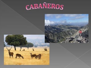 CABAÑEROS 