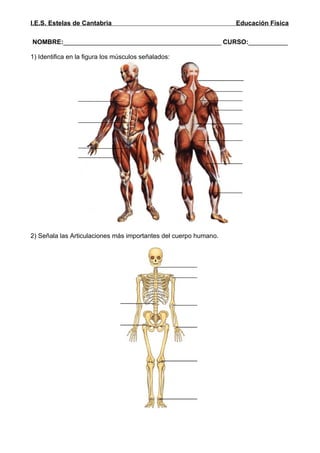 I.E.S. Estelas de Cantabria                                       Educación Física

NOMBRE:____________________________________________ CURSO:___________

1) Identifica en la figura los músculos señalados:




2) Señala las Articulaciones más importantes del cuerpo humano.
 