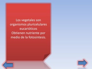 Los vegetales son
organismos pluricelulares
eucarióticos
Obtienen nutriente por
medio de la fotosintesis.
 