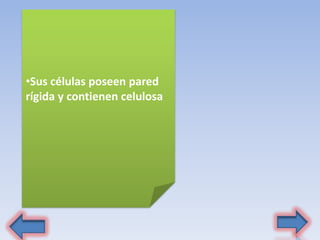 •Sus células poseen pared
rígida y contienen celulosa
 