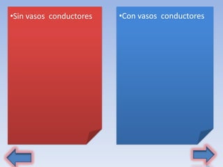 •Sin vasos conductores •Con vasos conductores
 