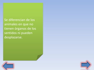 Se diferencian de los
animales en que no
tienen órganos de los
sentidos ni pueden
desplazarse.
 