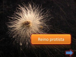 Reino protista
 