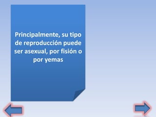 Principalmente, su tipo
de reproducción puede
ser asexual, por fisión o
por yemas
 