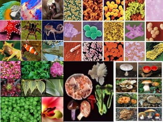 reinos de la naturaleza