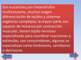 Son eucariotes,son heterotrofos
multicelulares, muchos exigen
diferenciación de tejidos y sistemas
orgánicos complejos; la mayor parte son
capaces de moverse por contracción
muscular; tienen tejido nervioso
especializado para coordinar reacciones a
estímulos, son consumidores, algunos se
especializan como herbivoros, carniboros
o detrivoros.
 
