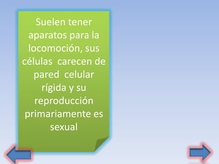 Suelen tener
aparatos para la
locomoción, sus
células carecen de
pared celular
rígida y su
reproducción
primariamente es
sexual
 