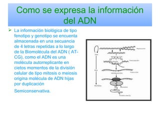 Como se expresa la información
del ADN
 La información biológica de tipo
fenotipo y genotipo se encuenta
almacenada en una secuancia
de 4 letras repetidas a lo largo
de la Biomolécula del ADN ( AT-
CG), como el ADN es una
molécula autorreplicante en
cietos momentos de la división
celular de tipo mitosis o meiosis
origina molécula de ADN hijas
por duplicación
Semiconservativa.
 
