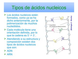 Tipos de ácidos nucleicos
 Los ácidos nucleicos están
formados, como ya se ha
dicho anteriormente, por la
polimerización de muchos
nucleótidos.
 Cada molécula tiene una
orientación definida, por lo
que la cadena es 5´-> 3´.
 Atendiendo a su estructura y
composición existen dos
tipos de ácidos nucleicos
que son:
 ADN
 ARN
 