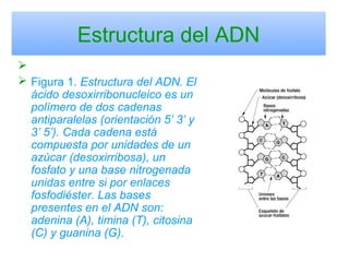 Estructura del ADN

 Figura 1. Estructura del ADN. El
ácido desoxirribonucleico es un
polímero de dos cadenas
antiparalelas (orientación 5’ 3’ y
3’ 5’). Cada cadena está
compuesta por unidades de un
azúcar (desoxirribosa), un
fosfato y una base nitrogenada
unidas entre si por enlaces
fosfodiéster. Las bases
presentes en el ADN son:
adenina (A), timina (T), citosina
(C) y guanina (G).
 