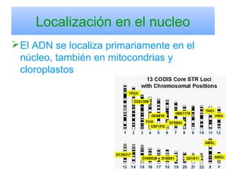Localización en el nucleo
El ADN se localiza primariamente en el
núcleo, también en mitocondrias y
cloroplastos
 