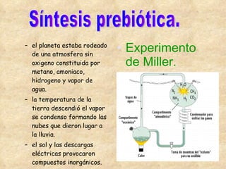 el planeta estaba rodeado de una atmosfera sin oxigeno constituida por metano, amoniaco, hidrogeno y vapor de agua. la temperatura de la tierra descendió el vapor se condenso formando las nubes que dieron lugar a la lluvia. el sol y las descargas eléctricas provocaron compuestos inorgánicos. Experimento de Miller. Síntesis prebiótica. 