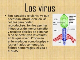 Los virus
• Son parásitos celulares, ya que
  necesitan introducirse en las
  células para poder
  reproducirse. Son los agentes
  infecciosos de menor tamaño
  y resultan difíciles de eliminar
  si no se destruyen las células
  en las que viven. Producen
  enfermedades como la gripe y
  los resfriados comunes, las
  fiebres hemorragias, el sida o
  el SRAS.
 