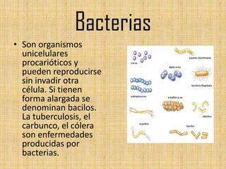 Bacterias
• Son organismos
  unicelulares
  procarióticos y
  pueden reproducirse
  sin invadir otra
  célula. Si tienen
  forma alargada se
  denominan bacilos.
  La tuberculosis, el
  carbunco, el cólera
  son enfermedades
  producidas por
  bacterias.
 