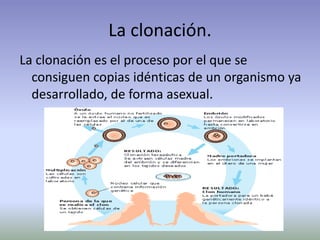 La clonación.
La clonación es el proceso por el que se
consiguen copias idénticas de un organismo ya
desarrollado, de forma asexual.
 