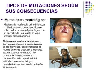 TIPOS DE MUTACIONES SEGÚN
SUS CONSECUENCIAS
 Mutaciones morfológicas
Afectan a la morfología del individuo, a
su distribución corporal. Modifican el
coloro la forma de cualquier órgano de
un animal o de una planta. Suelen
producir malformaciones.
Mutaciones letales y deletéreas
Son las que afectan la supervivencia
de los individuos, ocasionándoles la
muerte antes de alcanzar la madurez
sexual. Cuando la mutación no
produce la muerte, sino una
disminución de la capacidad del
individuo para sobrevivir y/o
reproducirse, se dice que la mutación
es deletérea.
 