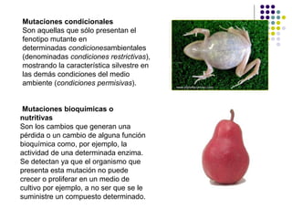 Mutaciones condicionales
Son aquellas que sólo presentan el
fenotipo mutante en
determinadas condicionesambientales
(denominadas condiciones restrictivas),
mostrando la característica silvestre en
las demás condiciones del medio
ambiente (condiciones permisivas).
Mutaciones bioquímicas o
nutritivas
Son los cambios que generan una
pérdida o un cambio de alguna función
bioquímica como, por ejemplo, la
actividad de una determinada enzima.
Se detectan ya que el organismo que
presenta esta mutación no puede
crecer o proliferar en un medio de
cultivo por ejemplo, a no ser que se le
suministre un compuesto determinado.
 