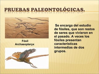 Se encarga del estudio de fósiles, que son restos de seres que vivieron en el pasado. A veces los fósiles presentan características intermedias de dos grupos. Fósil  Archaeopteryx 