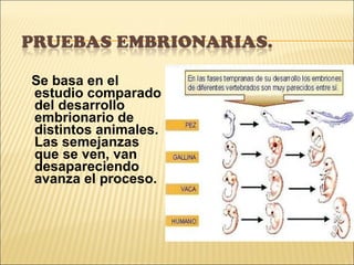 Se basa en el estudio comparado del desarrollo embrionario de distintos animales. Las semejanzas que se ven, van desapareciendo avanza el proceso. 