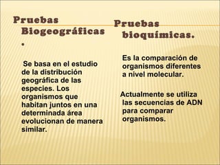 Pruebas Biogeográficas.  Se basa en el estudio de la distribución geográfica de las especies. Los organismos que habitan juntos en una determinada área evolucionan de manera similar.  Pruebas bioquímicas. Es la comparación de organismos diferentes a nivel molecular. Actualmente se utiliza las secuencias de ADN para comparar organismos. 