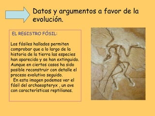 EL REGISTRO FÓSIL: Los fósiles hallados permiten comprobar que a lo largo de la historia de la tierra las especies han aparecido y se han extinguido.   Aunque en ciertos casos ha sido posible reconstruir con detalle el proceso evolutivo seguido. En esta imagen podemos ver el fósil del archaeopteryx , un ave con características reptilianas. Datos y argumentos a favor de la evolución. 