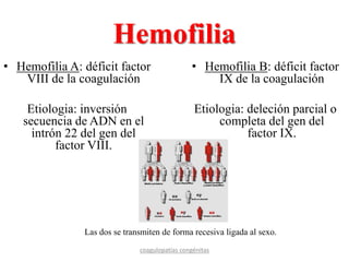 Hemofilia
• Hemofilia A: déficit factor
VIII de la coagulación
Etiologia: inversión
secuencia de ADN en el
intrón 22 del gen del
factor VIII.
• Hemofilia B: déficit factor
IX de la coagulación
Etiologia: deleción parcial o
completa del gen del
factor IX.
coagulopatías congénitas
Las dos se transmiten de forma recesiva ligada al sexo.
 