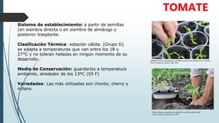 Sistema de establecimiento: a partir de semillas
(en siembra directa o en siembra de almácigo y
posterior trasplante.
Clasificación Térmica: estación cálida. (Grupo D)
se adapta a temperaturas que van entre los 18 y
27°C y no toleran heladas en ningún momento de su
desarrollo.
Medio de Conservación: guardarlos a temperatura
ambiente, alrededor de los 13ºC (55 F)
Variedades: Las más utilizadas son chonto, cherry y
milano.
TOMATE
Establecimiento de plantas de semillero jóvenes del tomate en los crisoles
Foto Tomada en: March 25th, 2012
Mujer mayor que planta una planta de semillero del tomate
Foto Tomada en: May 15th, 2012
 