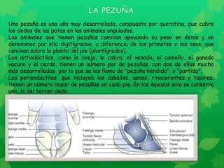 Trabajo colaborativo n1 introduccion a la morfofisiologia | PPTX