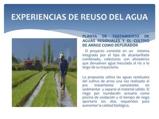 EXPERIENCIAS DE REUSO DEL AGUA
PLANTA DE TRATAMIENTO DE
AGUAS RESIDUALES Y EL CULTIVO
DE ARROZ COMO DEPURADOR
El proyecto consistió en un sistema
integrado por el tipo de alcantarillado
combinado, colectores con aliviaderos
que devuelven agua mezclada al río a lo
largo de su trayectoria.
La propuesta utiliza las aguas residuales
del cultivo de arroz una vez realizado el
pre tratamiento consistente en
sedimentar y separar el material sólido. El
riego por inundación actuaría como
piscina de oxidación y el tiempo de riego
aportaría los días requeridos para
aumentar la calidad biológica.
 