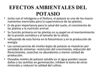 EFECTOS AMBIENTALES DEL
           POTASIO
• Junto con el nitrógeno y el fósforo, el potasio es uno de los macro
  nutrientes esenciales para la supervivencia de las plantas.
• Es de gran importancia para la salud del suelo, el crecimiento de
  las plantas y la nutrición animal.
• Su función primaria en las plantas es su papel en el mantenimiento
  de la presión osmótica y el tamaño de la célula.
• influyendo de esta forma en la fotosíntesis y en la producción de
  energía
• Las consecuencias de niveles bajos de potasio se muestran por
  variedad de síntomas: restricción del crecimiento, reducción del
  florecimiento, cosechas no abundantes y menor calidad de
  producción.
• Elevados niveles de potasio soluble en el agua pueden causar
  daños a las semillas en germinación, inhiben la toma de otros
  minerales y reducen la calidad del cultivo.
 