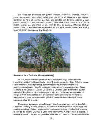 12
Las flores son bisexuales con pétalos blancos, estambres amarillos, perfumes,
frutos en capsulas trilobulados, dehiscentes de 20 a 40 centímetros de longitud.
Contienen de 12 a 25 semillas por fruto. Las semillas son de forma redonda y color
castaño oscuro con tres alas blanquecinas. Cada árbol puede producir de 15,000 a
25,000 semillas por año (Foidl, et al., 1999) El árbol de guaireña (Moringa Oleífera)
(Lam), posee un alto contenido de proteínas en sus hojas, ramas y tallos. Sus frutos y
flores contienen vitaminas A, B, y C proteína.
Beneficios de la Guaireña (Moringa Oleífera)
La lista de los Minerales presentes en la Moringa es larga y entre los más
importantes están incluidos el Calcio, Hierro, Potasio, magnesio y Zinc. El Calcio es uno
de los Minerales más importantes para el crecimiento, el mantenimiento y la
reproducción del cuerpo. Los Fitonutrientes presentes en la Moringa incluyen Alpha
caroteno, Beta-Caroteno, Luteína, Zeaxanthin y Clorofila. Los Fitonutrientes ayudan
reconstruir los glóbulos rojos en la sangre y, más importante aún, a rejuvenecer el
cuerpo al nivel de las células. Los problemas de salud así como las deficiencias
nutricionales pueden dañar el cabello y causar problemas como la caspa, puntas
abiertas y rotura de la hebra.
El aceite de Moringa es un suplemento natural que sirve para mejorar la salud y
fuerza del cabello y el cuero cabelludo. La vitamina A desempeña un papel importante
en el desarrollo de células y tejidos sanos en el cuerpo, así como en la disminución de
la pérdida del cabello. El Zinc y el Sílice junto a la vitamina A impiden que el cabello se
reseque y que se obstruyan las glándulas sebáceas, las cuales son las responsables de
 