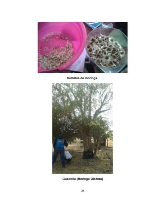 28
Semillas de moringa.
Guaireña (Moringa Oleífera)
 