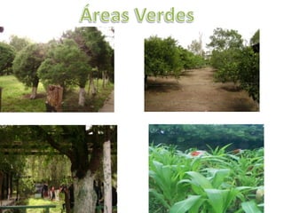 Áreas Verdes