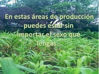   En estas áreas de producción puedes estar sin importar el sexo que Tengas…