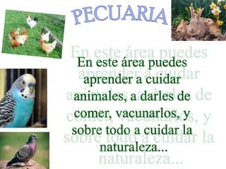 PECUARIAEn este área puedes aprender a cuidar animales, a darles de comer, vacunarlos, y sobre todo a cuidar la naturaleza...
