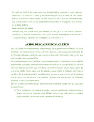 La molécula de DNA tiene una estructura de doble hélice integrada por dos cadenas
alineadas con polaridad opuesta y retorcidas con giro hacia la derecha. Las bases
púricas y pirimídicas están dentro de esta estructura, en la que las bases opuestas
que se encuentran sobre las dos cadenas forman puentes de hidrógeno a todo lo largo
de la doble cadena.
Apareamiento de bases
Siempre hay una purina unida por puentes de hidrógeno a una pirimida (purinas
/pirimidas), la adenina siempre está unida por 2 puentes de hidrógeno a la timina A =
T y la guanina por 3 puentes de hidrógeno a la Citosina G = C.
ÁCIDO DESOXIRRIBONUCLEICO
El ADN, ácido desoxirribonucleico, está formado por la pentosa desoxirribosa, el ácido
fosfórico y las bases citosina, timina, adenina y guanina. Es la sustancia responsable de
la herencia biológica en todos los seres vivos, a excepción de muchos virus, en los que
este papel lo desempeña el ARN.
En el período denominado interfase, inmediatamente anterior a la división celular, el ADN
experimenta el proceso conocido como autoduplicación por el cual las moléculas de este
ácido se duplican de forma que, más tarde, al formarse las dos células hijas a partir de
una única célula madre, cada una de aquéllas pueda recibir la totalidad del material
genético. En la autoduplicación, la doble hélice se abre y cada una de las dos hebras
que la componen se separa y se sintetiza, gracias a la intervención de diferentes
enzimas, la hebra complementaria.
El ADN (ácido desoxirribonucleico) como material hereditario cumple con las siguientes
Características:
1) Tiene localización principalmente nuclear, siendo constituyente de la cromatina y
de los cromosomas (además existe ADN en mitocondrias, cloroplastos, centríolos
y episomas con características de herencia extranuclear).
 