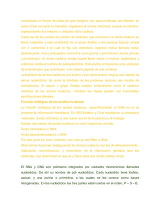compuestos en forma de cintas de gran longitud, con peso molecular de millones; en
estas cintas se repite (a intervalos regulares) la misma estructura aunque no idéntica,
representando los enlaces o unidades de la cadena.
Cada uno de los cientos de cientos de unidades que componen un ácido nucleico se
llama nucleótido y esta constituido de un grupo fosfato y una pentosa (azúcar simple
con 5 carbonos) a la cual se fija una estructura orgánica cíclica llamada base,
perteneciente a los compuestos conocidos como purina y pirimidinas ( bases púricas
y pirimídicas). Un ácido nucleico simple puede llevar varios o muchos nucleótidos y
entonces recibe el nombre de polinucleótidos. Esto podría compararse a las unidades
de aminoácidos que constituyen a la cadena péptida de una proteína.
La hidrólisis de ácidos nucleicos por ácidos o por cierta enzima origina una mezcla de
varios nucleótidos; tal como la hidrólisis de las proteínas produce una mezcla de
aminoácidos. El azúcar y grupo fosfato pueden considerarse como la columna
vertebral de los ácidos nucleicos; mientras las bases pueden ser importantes
ramificaciones laterales.
Función biológica de los ácidos nucleicos
La función biológica de los ácidos nucleicos, específicamente el DNA es la de
contener la información hereditaria. En 1953 Watson y Crick resolvieron su estructura
molecular, dando comienzo a una nueva era en la bioquímica y la biología.
Existen dos clases de ácidos nucleicos en todo organismo viviente:
Ácido ribonucleico o RNA
Ácido desoxirribonucleico o DNA
Por otra parte los virus contienen uno solo ya sea RNA o DNA.
Otras de las funciones biológicas de los ácidos nucleicos son las de almacenamiento,
replicación, recombinación, y transmisión de la información genética (son las
moléculas que determinan lo que es y hace cada una de las células vivas)
El RNA y DNA son polímeros integrados por unidades monoméricas llamadas
nucleótidos. De ahí su nombre de poli nucleótidos. Cada nucleótido tiene fosfato,
azúcar, y una purina o pirimidina, a las cuales se les conoce como bases
nitrogenadas. En los nucleótidos las tres partes están unidas en el orden, P – S – B.
 