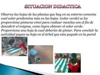 SITUACION DIDACTICA Observa las hojas de las plantas que hay en su entorno comenta cual color predomina más en las hojas  (color verde) se les proporciona pinturas vinci para realizar mezclas con el fin de descubrir el enigma, como logra obtener el color verde. Proporciona una hoja lacual deberán de pintar. Para concluir la actividad pegan su hoja en el árbol que esta pegado en la pared 