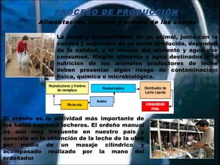 PROCESO DE PRODUCCIÓN
Alimentación, cuidado y ordeño de las cabras.
La salud y productividad de un animal, junto con la
calidad y seguridad de su leche producida, dependen
de la calidad, y el manejo del alimento y agua que
consumen. Ningún alimento y agua destinados a la
nutrición de los animales productores de leche
deben presentar algún riesgo de contaminación:
física, química o microbiológica.
El ordeño es la actividad más importante de
los hatos caprinos lecheros. El ordeño manual
es aún muy frecuente en nuestro país y
consiste en la obtención de la leche de la ubre
por medio de un masaje cilíndrico y
acompasado realizado por la mano del
ordeñador
 