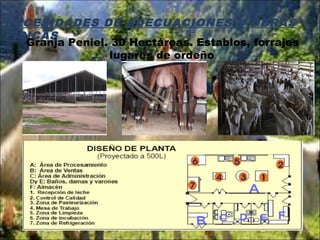 NECESIDADES DE ADECUACIONES Y OBRAS
FÍSICAS
Granja Peniel. 30 Hectáreas. Establos, forrajes
lugares de ordeño.
 