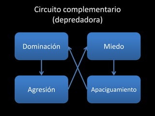 Circuito complementario
        (depredadora)


Dominación           Miedo




 Agresión         Apaciguamiento
 