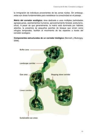 Conservación In-Situ: Corredores ecológicos


la inmigración de individuos provenientes de las zonas núcleo. Sin embargo,
estas son áreas fundamentales para restablecer la conectividad en el paisaje.

Matriz del corredor ecológico: área dedicada a usos múltiples (actividades
agropecuarias, asentamientos humanos, aprovechamiento forestal, ecoturismo,
otros). A pesar de que generalmente, la matriz está dominada por hábitats
abiertos, la presencia de pequeños parches de bosque que sirven como
refugios temporales, facilitan el movimiento de las especies a través del
corredor ecológico.

Componentes estructurales de un corredor biológico (Bennett y Mulongoy,
2006).




                                                                                    11
 