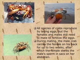  All species of crabs reproduce
by laying eggs, but the
females and males still need
to mate to fertilize the eggs.
 During mating, the male crab
carries the female on his back
for up to two weeks, after
which the female stores the
male's sperm in sacs on her
abdomen.
 