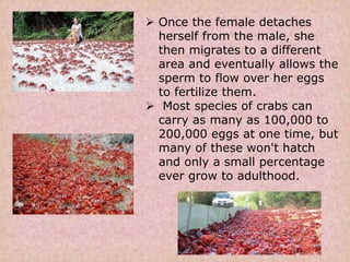  Once the female detaches
herself from the male, she
then migrates to a different
area and eventually allows the
sperm to flow over her eggs
to fertilize them.
 Most species of crabs can
carry as many as 100,000 to
200,000 eggs at one time, but
many of these won't hatch
and only a small percentage
ever grow to adulthood.
 