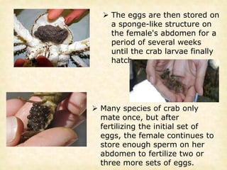  The eggs are then stored on
a sponge-like structure on
the female's abdomen for a
period of several weeks
until the crab larvae finally
hatch.
 Many species of crab only
mate once, but after
fertilizing the initial set of
eggs, the female continues to
store enough sperm on her
abdomen to fertilize two or
three more sets of eggs.
 
