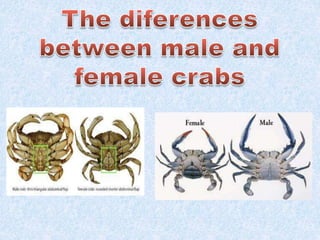 Crabs