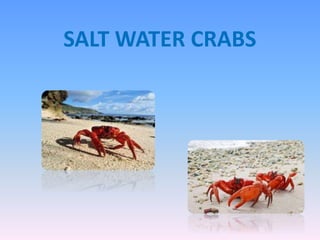 SALT WATER CRABS
 
