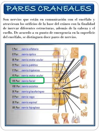 CRANEO: Nervio Facial | PPT